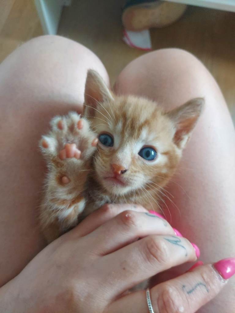 Ginger, black, tabby kittens