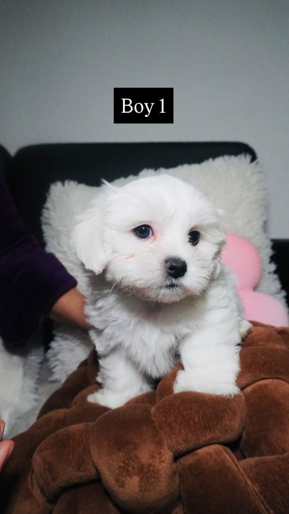 Purebred Maltese puppies from a KC-registered Korean-line sire.