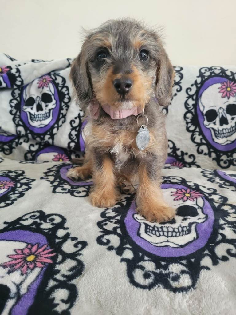 10 week old Dachund X Toy Poodle 