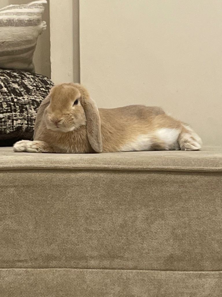 Mini Lop Rabbit