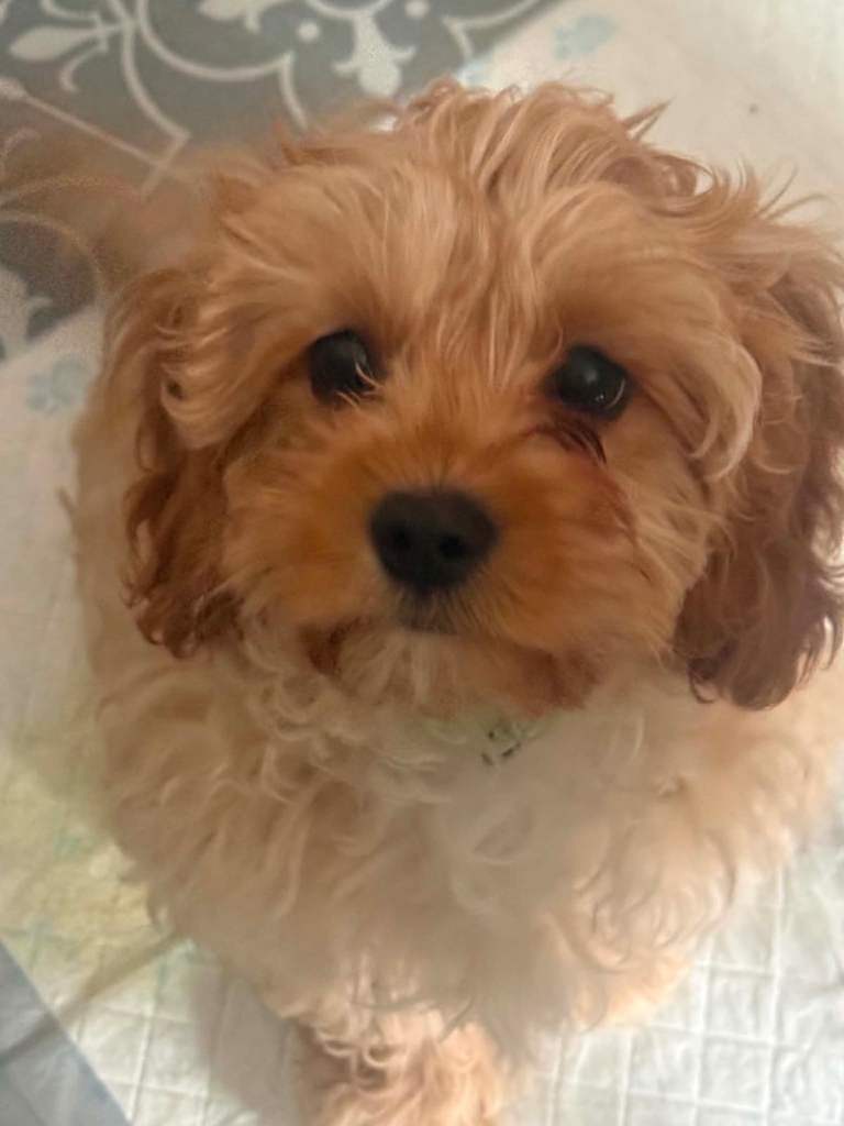 Cavapoo puppies 