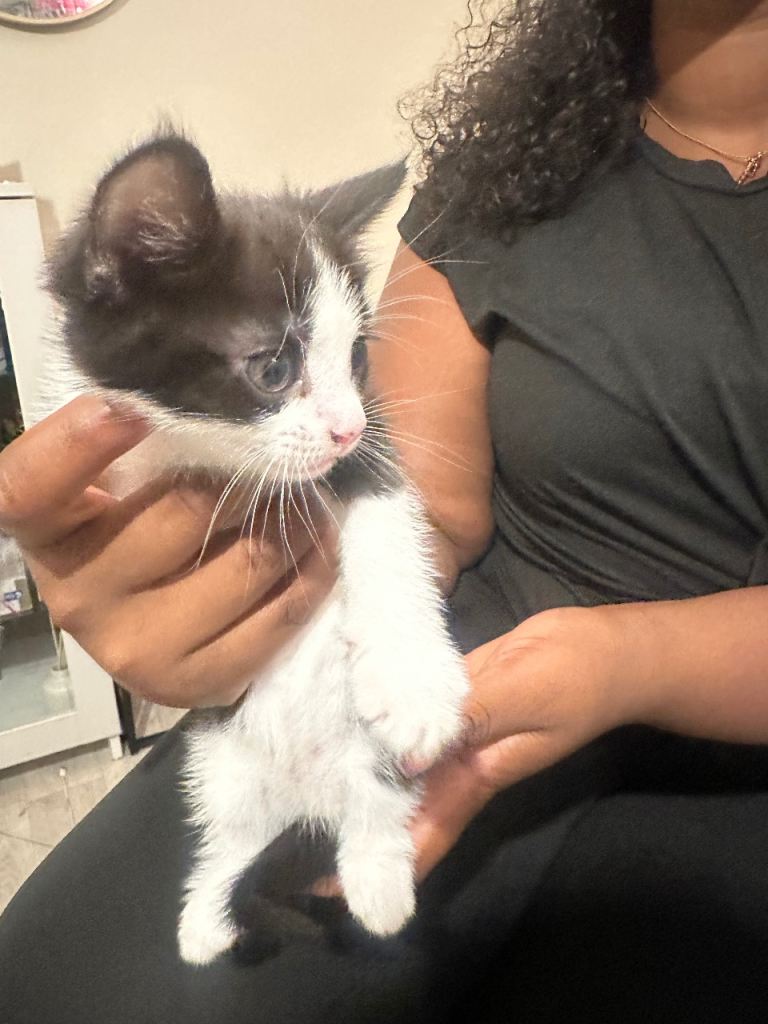 4 kittens shorthair.  8 weeks old
