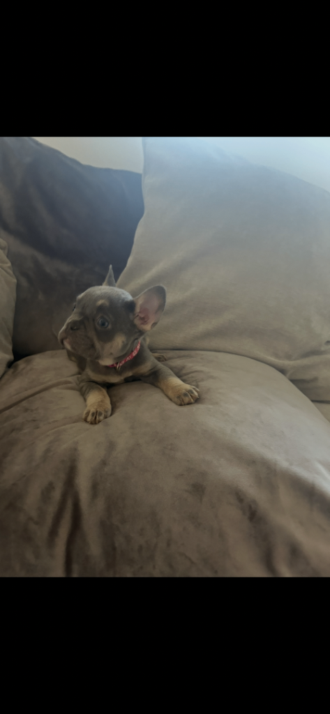 9 fluffy carrying french bulldogs ready on 30/32026