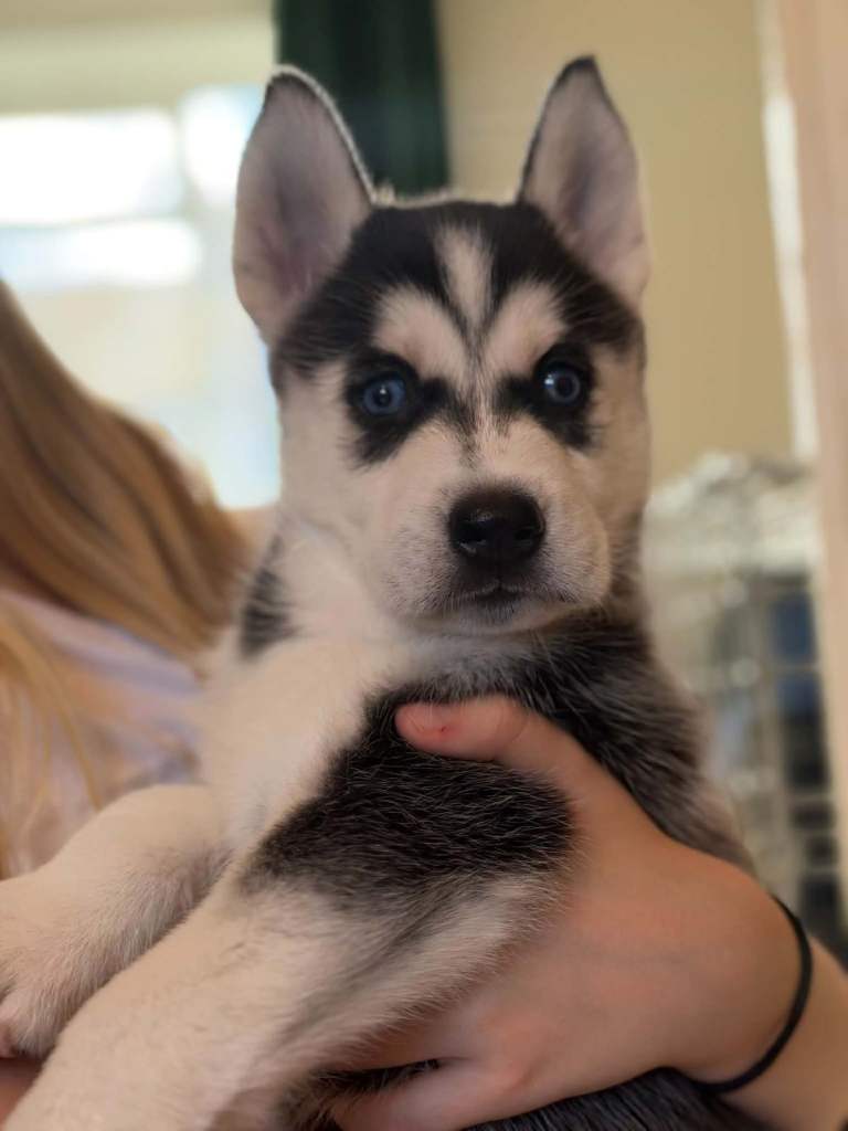 Siberian Husky puppies 