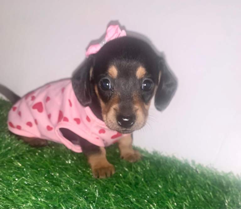 mini Daschund boy & girl kc registered ready for new home ❤️