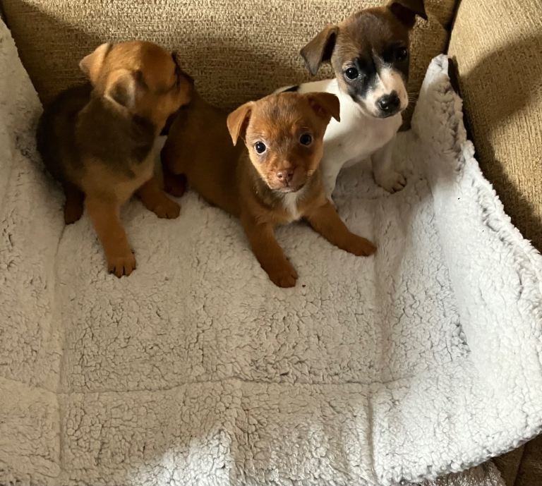 Minature Jack Russell puppys