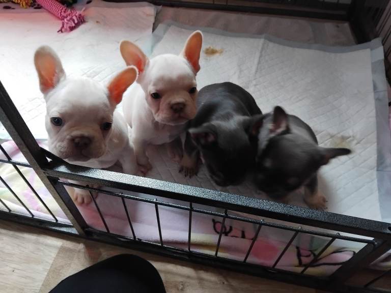 French bulldog puppys for sale