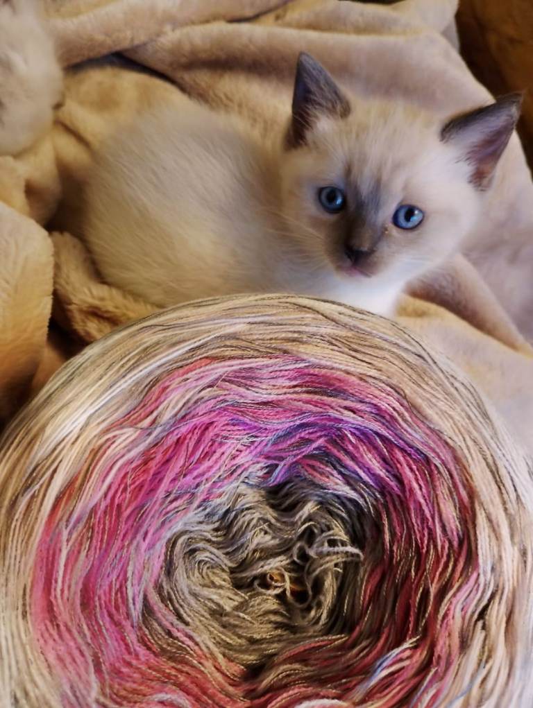 Adorable Ragdoll cross Kitten Looking for a Loving Forever Home