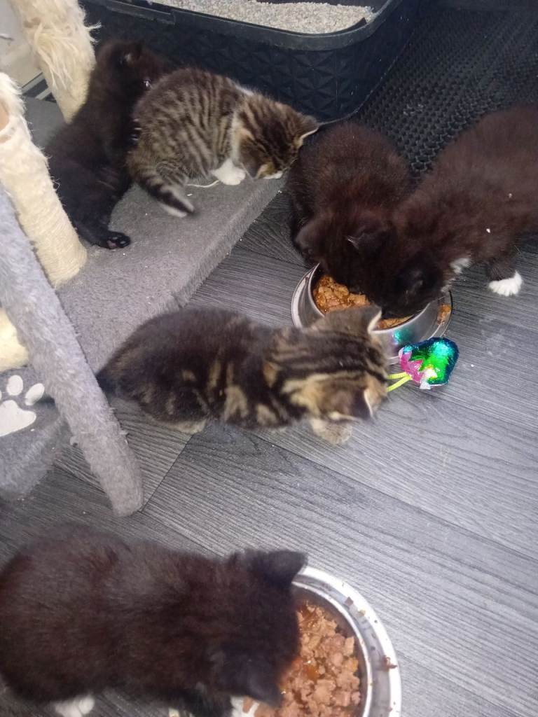 Kitten's