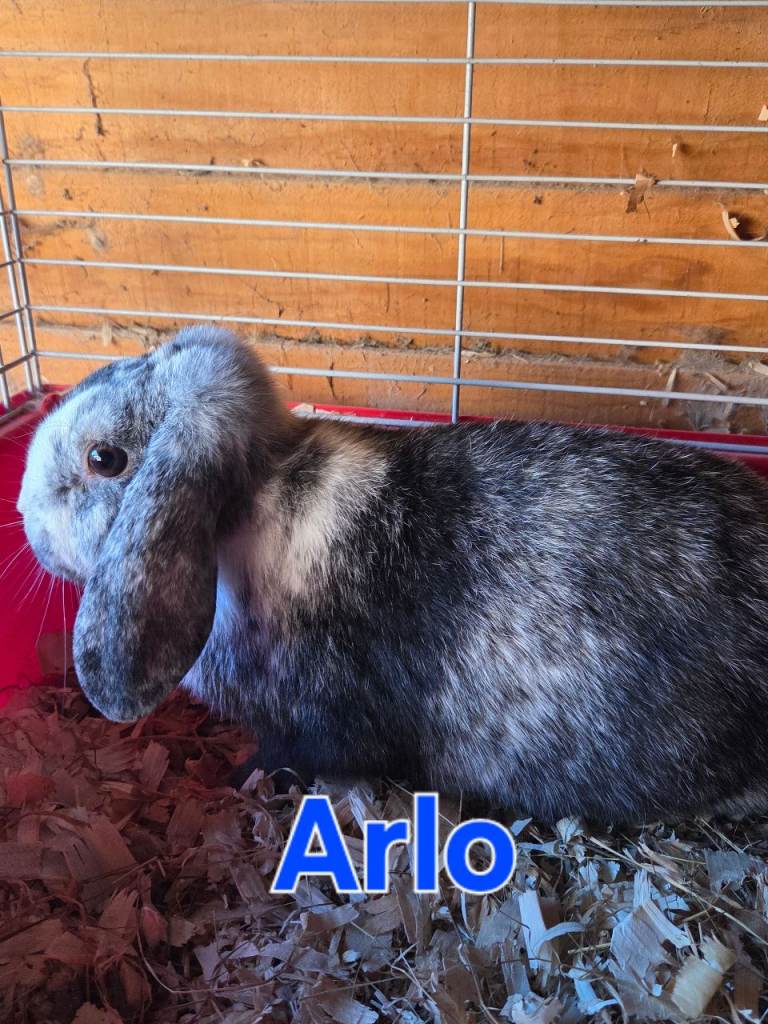 Male mini lop available 