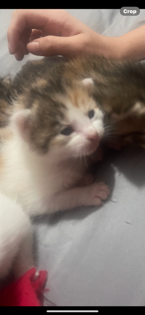 Beautiful litter of kittens