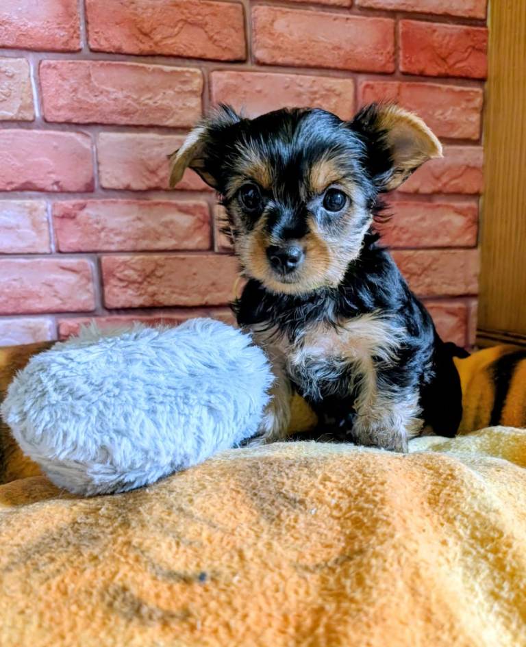 Yorkshire terriers puppies 