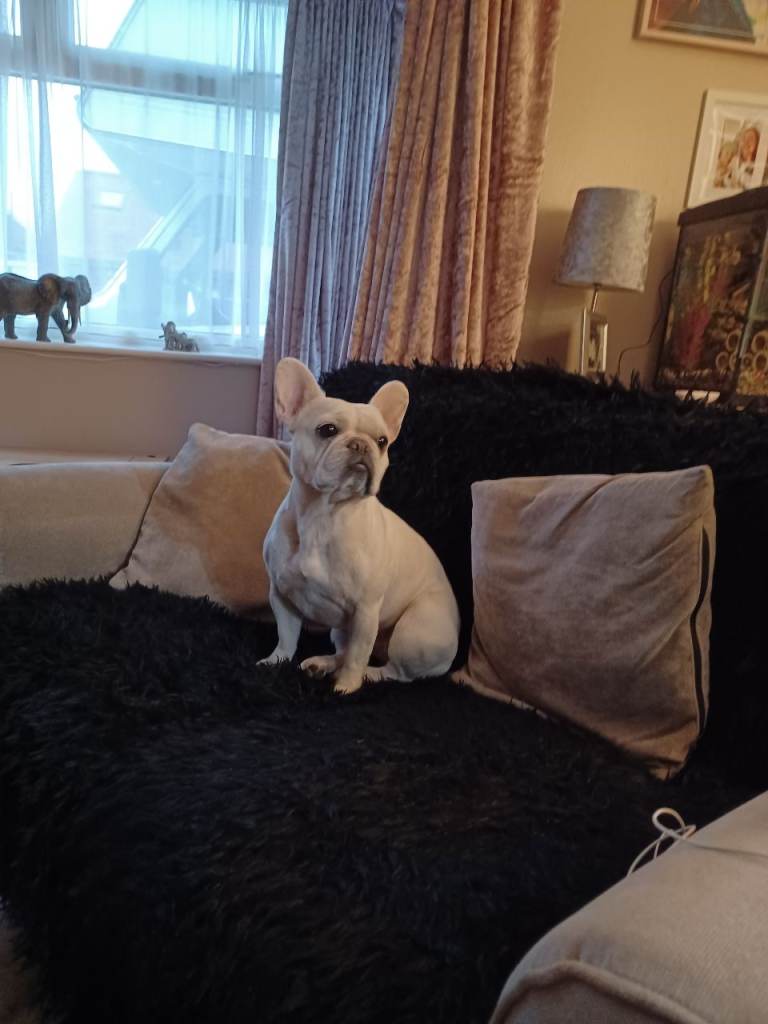 Female french bulldog 