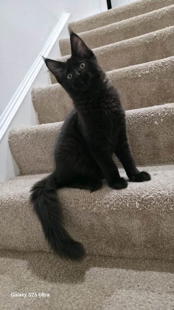 Stunning Maine Coon Kittens Ready to leave 