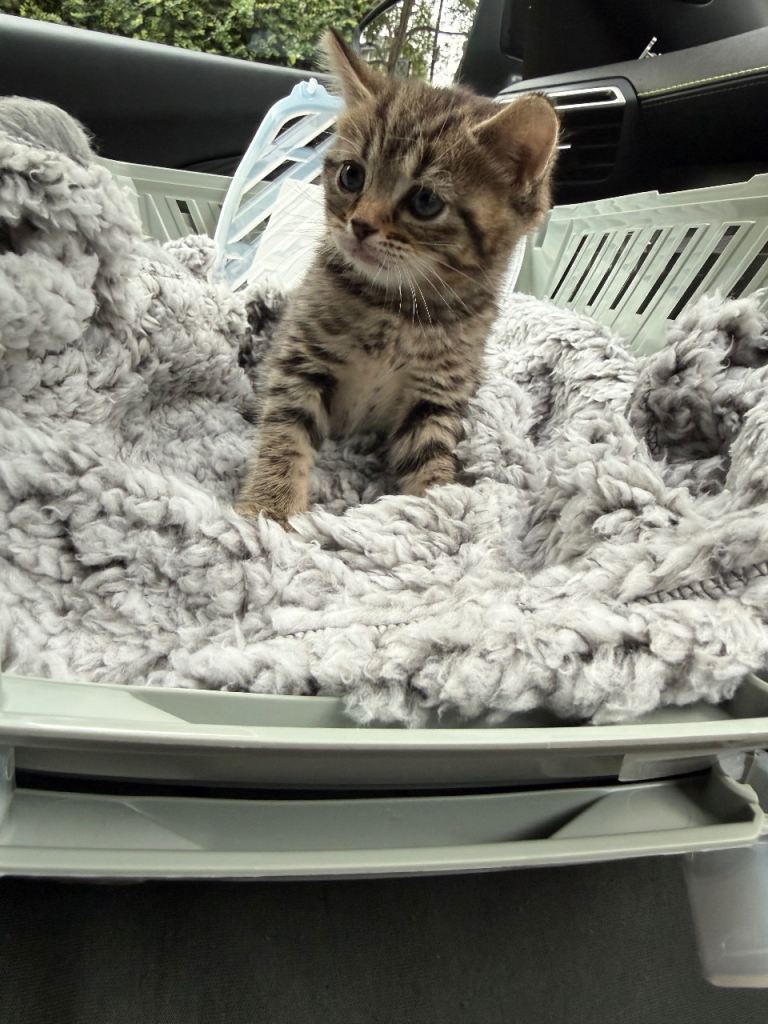 Kitten for sale 