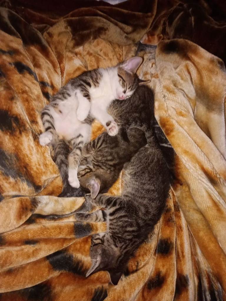 Lovely British Shorthair Cross Kittens