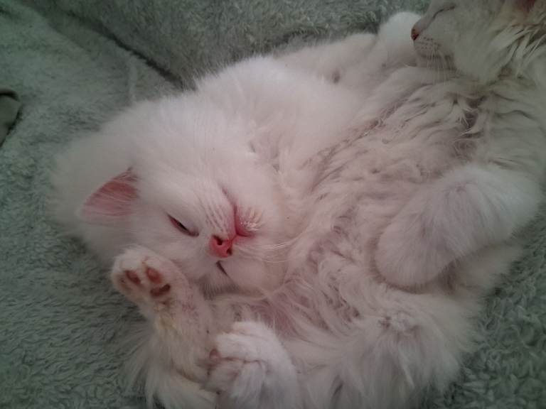 Pure white siberian forest kittens