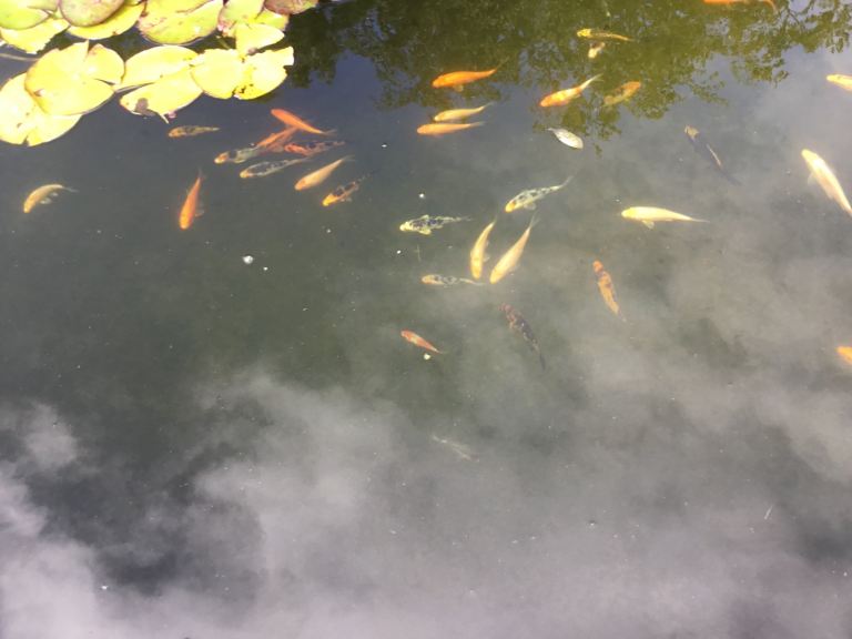 Japanese koi 5-6 “