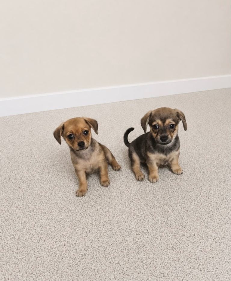 3 gorgeous Dameranian puppies 