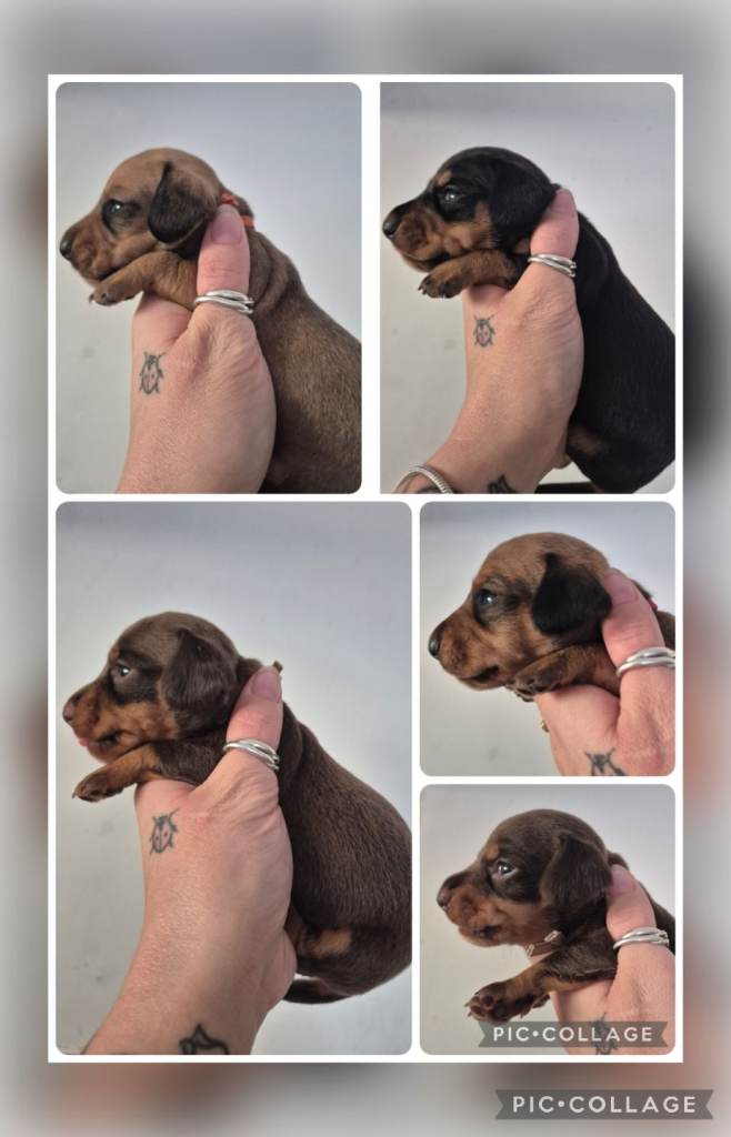 PRA CLEAR MINIATURE DACHSHUND GIRLS