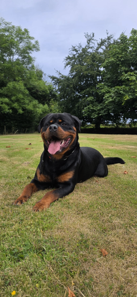 Pedigree IKC Registered Rottweiler Pups 