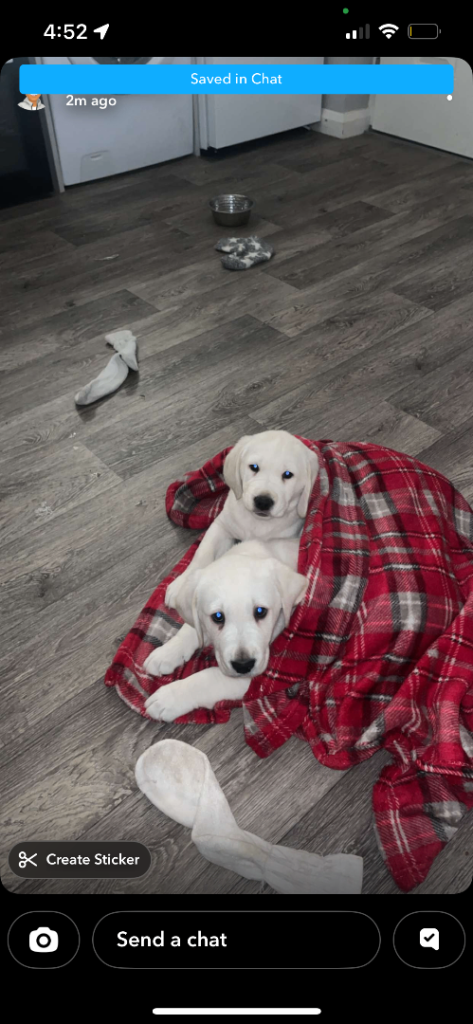 Labrador retriever pups 