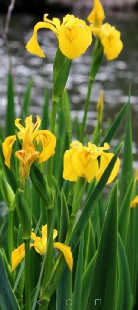 Iris tubas