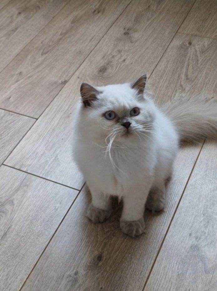 AVAILABLE Lilac point male British S kitten