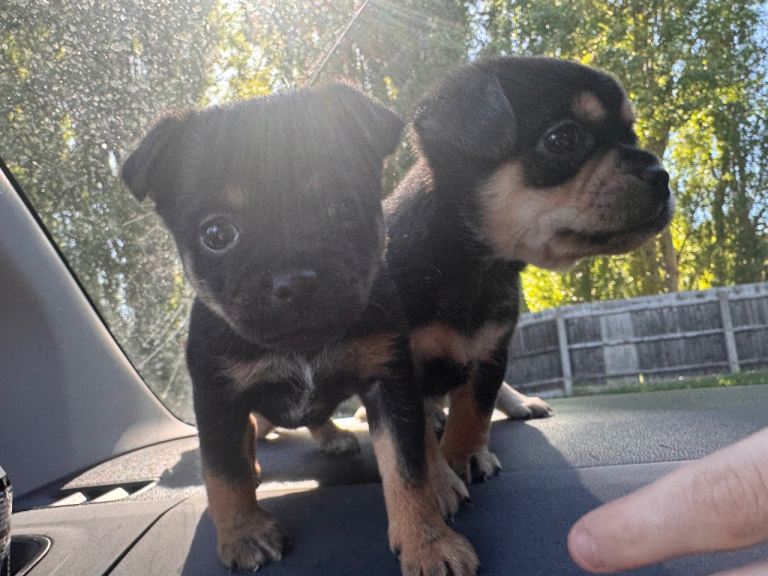 Beautiful Pom-a-pug puppies