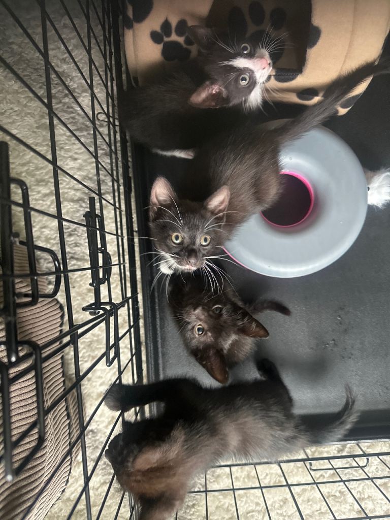 Stunning bunch of kitten 2 months old ready for new loving home 