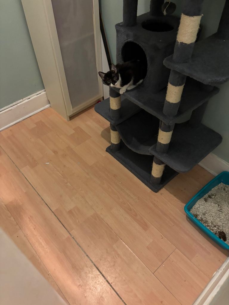 pair of rescue kittens  💕