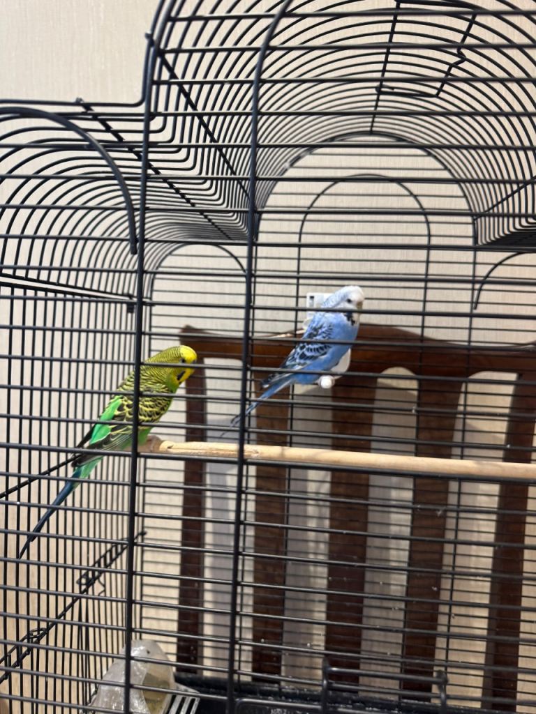 Two lovely budgies
