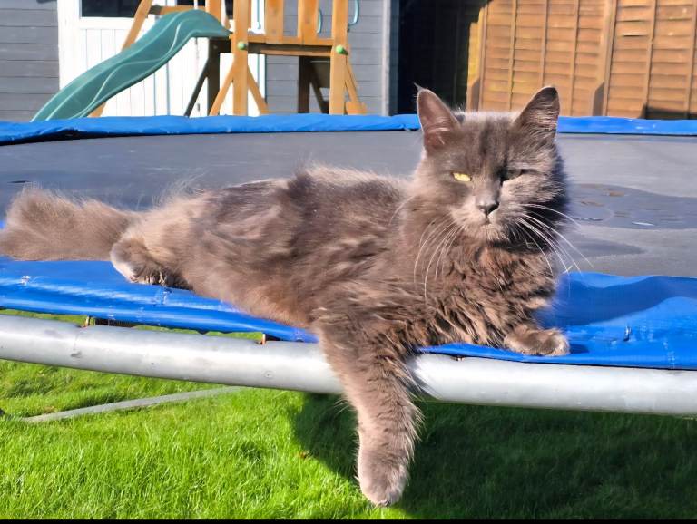 Beautiful Female Cat 