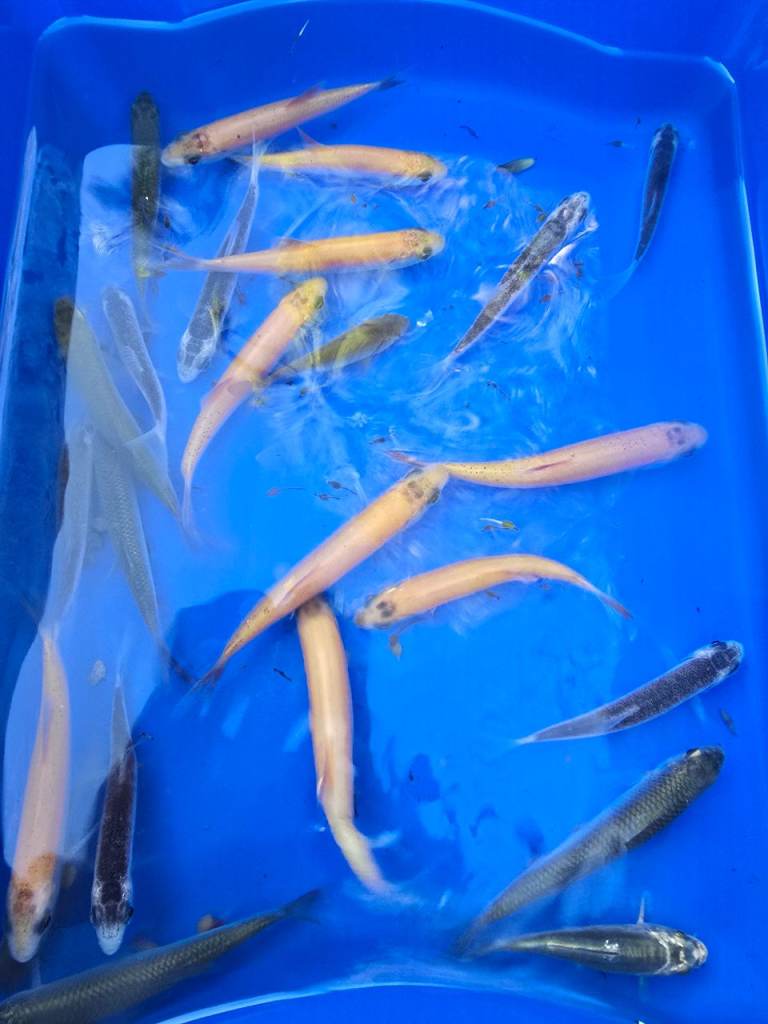 Pond fish  5 for £20 golden orfe Blue orfe ghost carp  rod 