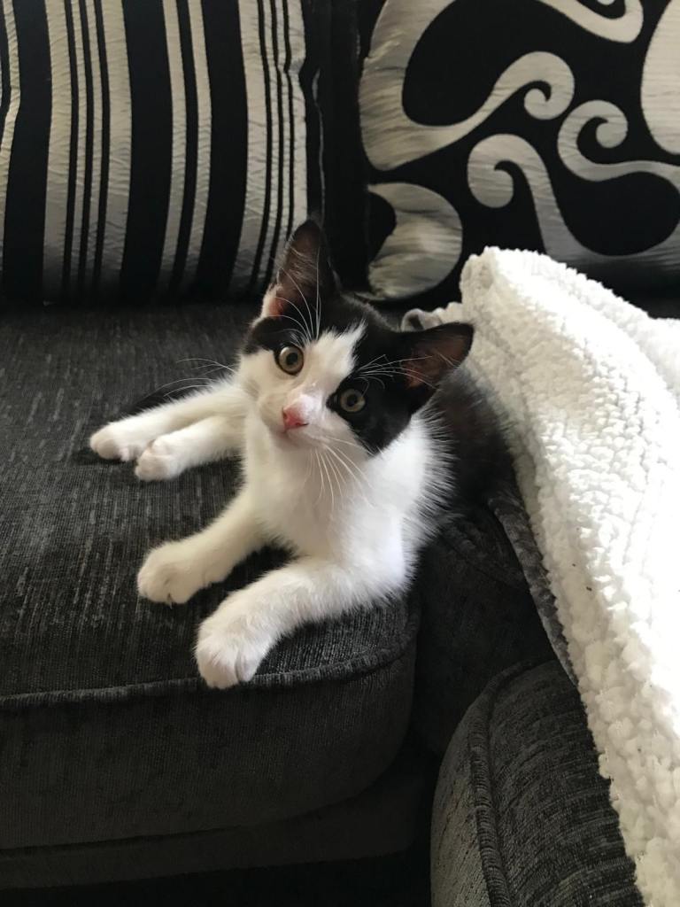 Adorable male cat looking for a loving home
