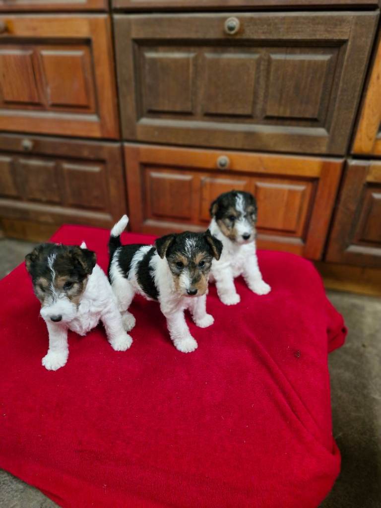 Wire haired fox terriers puppies 