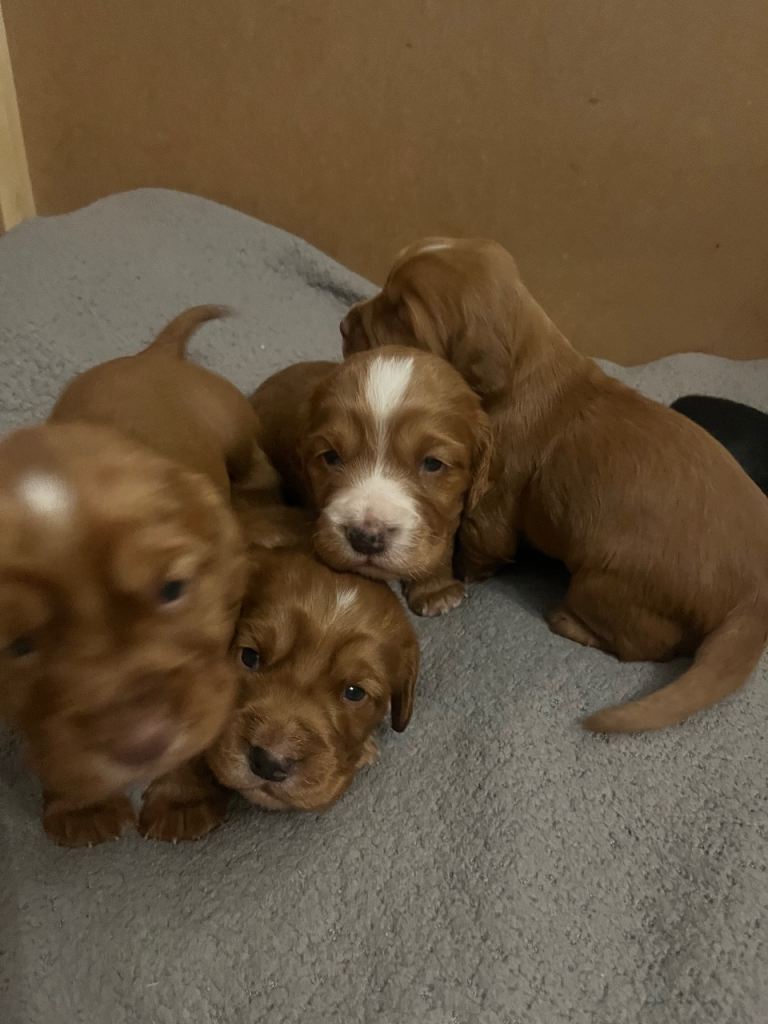 Adorable Cocker Spaniel puppies for sale 
