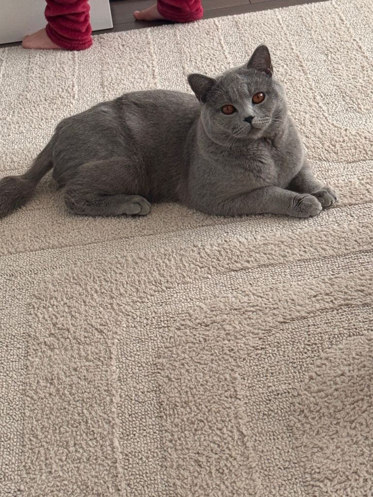 BRITISH SHORTHAIR 