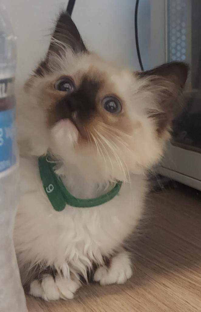 Super cute Ragdoll Kittens