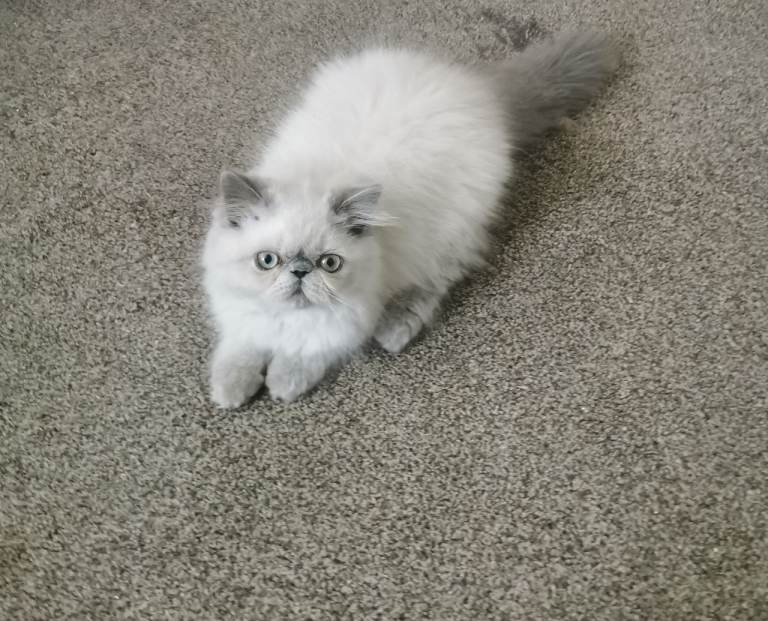 Pedigree Persian exotic kitten 
