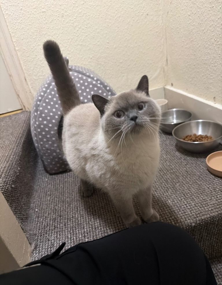 British shorthair female for sale