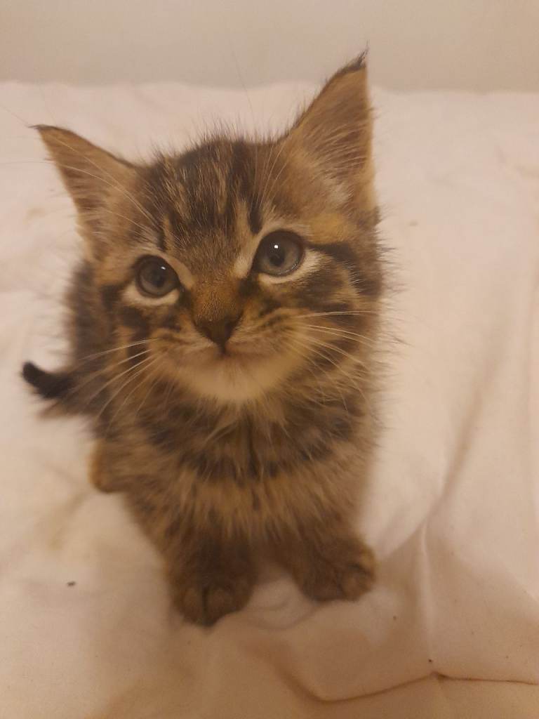 4 Beautiful kittens for Rehoming