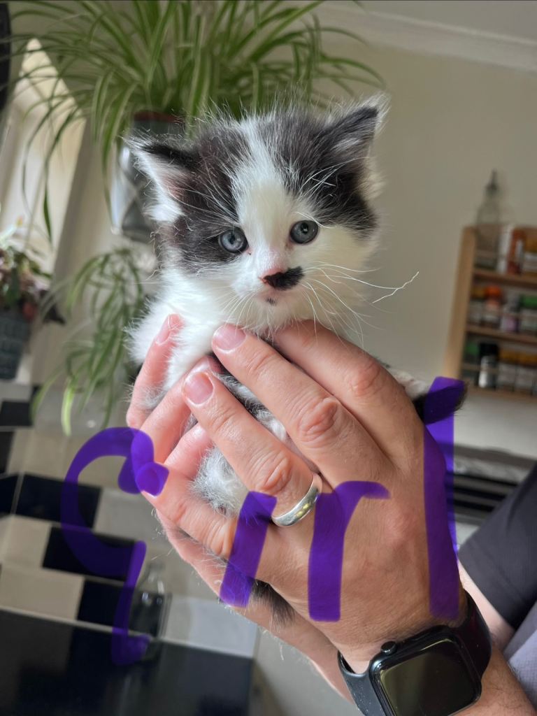 Gorgeous kittens £60