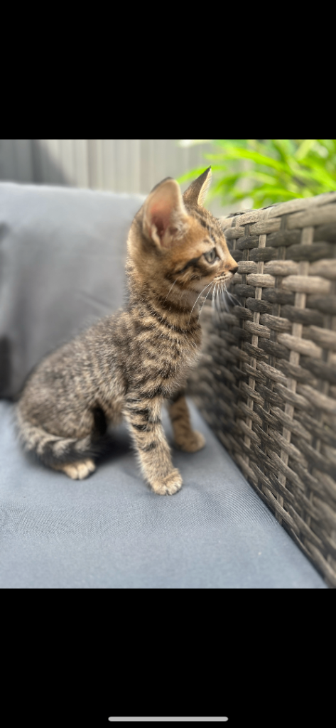 Kittens