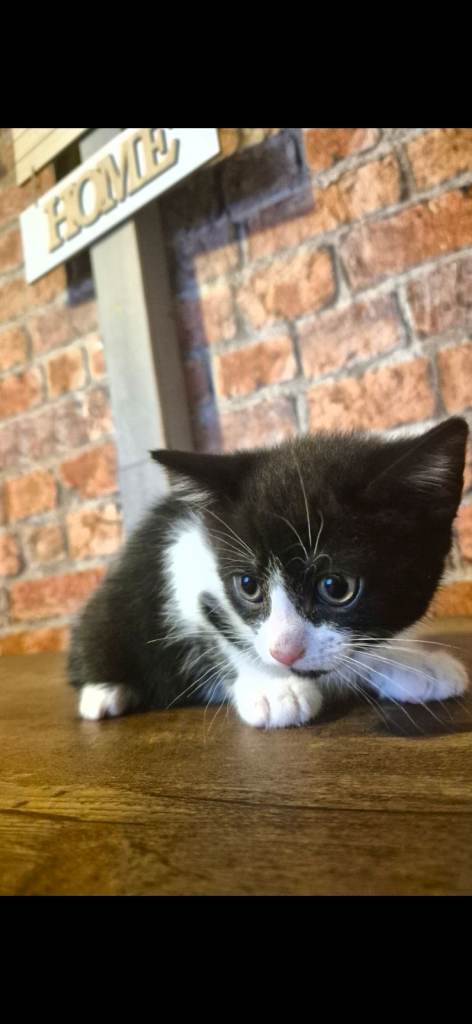 Kittens