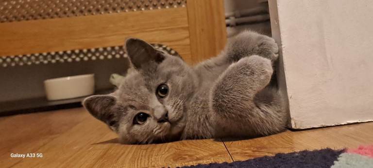 Grey BSH mix kitten (everything you need will be included) 