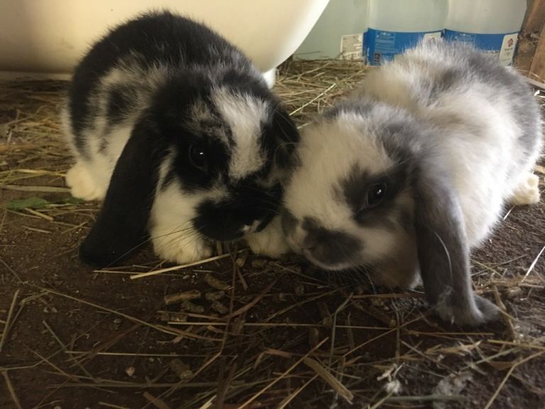 Gorgeous mini lops for sale 