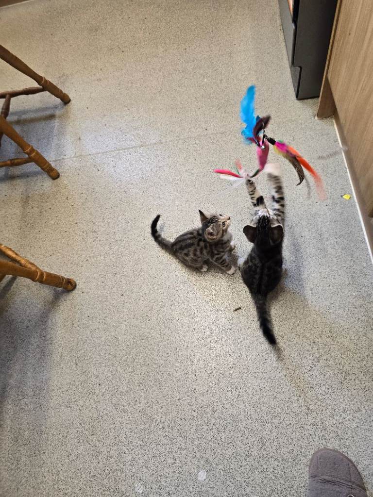 BEAUTIFUL TABBY KITTENS 