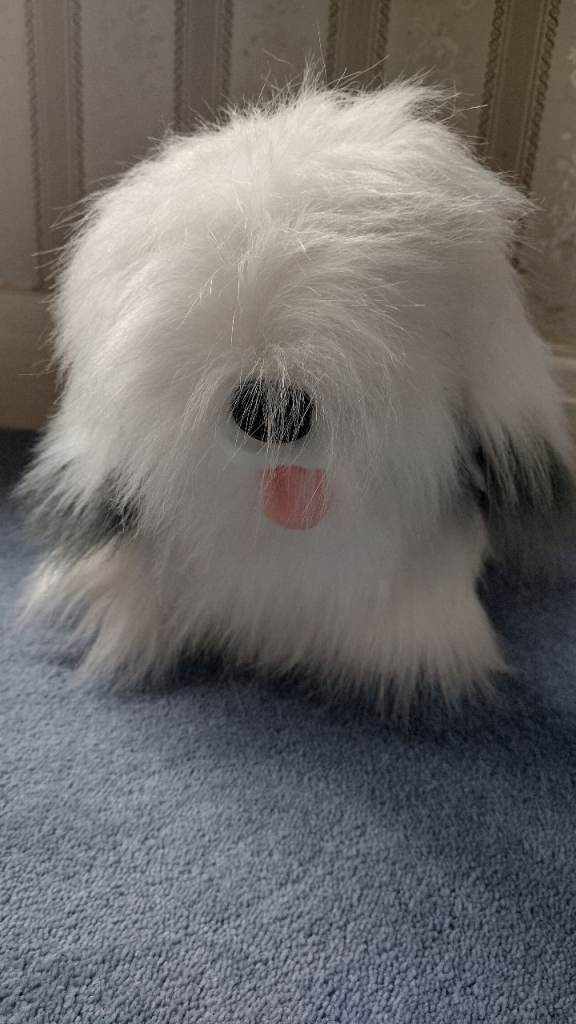Old English sheep dog 
