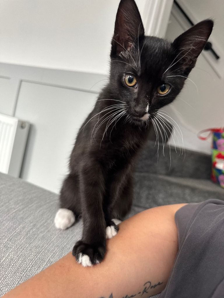 Male Kitten - 13 Weeks